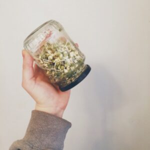 Att grodda mungbönor steg för steg
