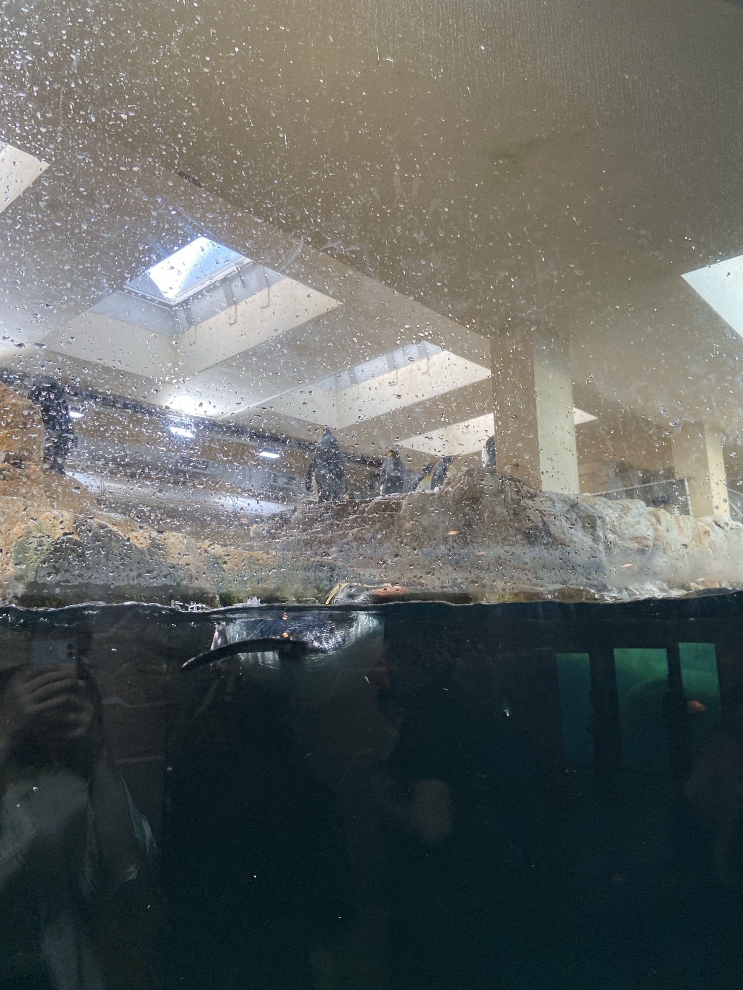 pingvin Schönbrunn zoo
